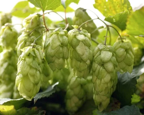 Create A Custom Beer Garden: Growing Hops Turns Out Straightforward and Rewarding