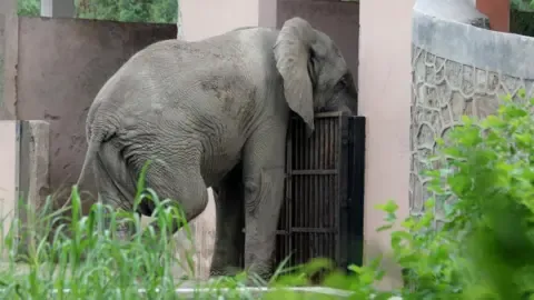 The Solitary Life and Demise of India’s Capital’s Only African Elephant