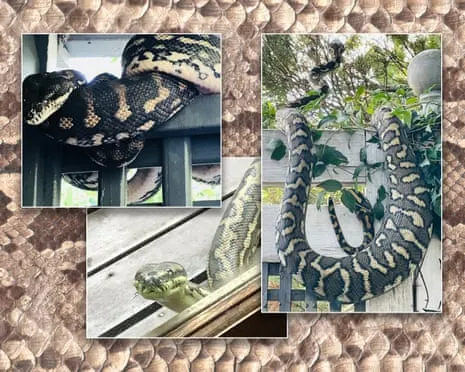 Embracing the Reptiles in My Ceiling: A Transformation from Anxiety to Fascination
